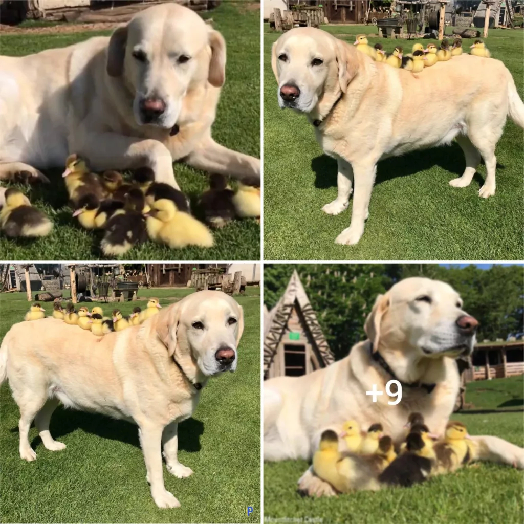 A Canine’s Unusual Role as a Foster Parent: The Touching Story of Nine Ducklings Rescued and Raised by a Dog.