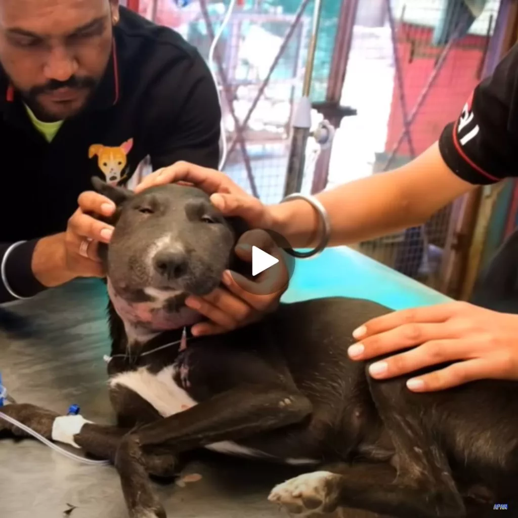 “From Life-Threatening Abscess to Second Chance: The Incredible Transformation of a Rescued Dog”