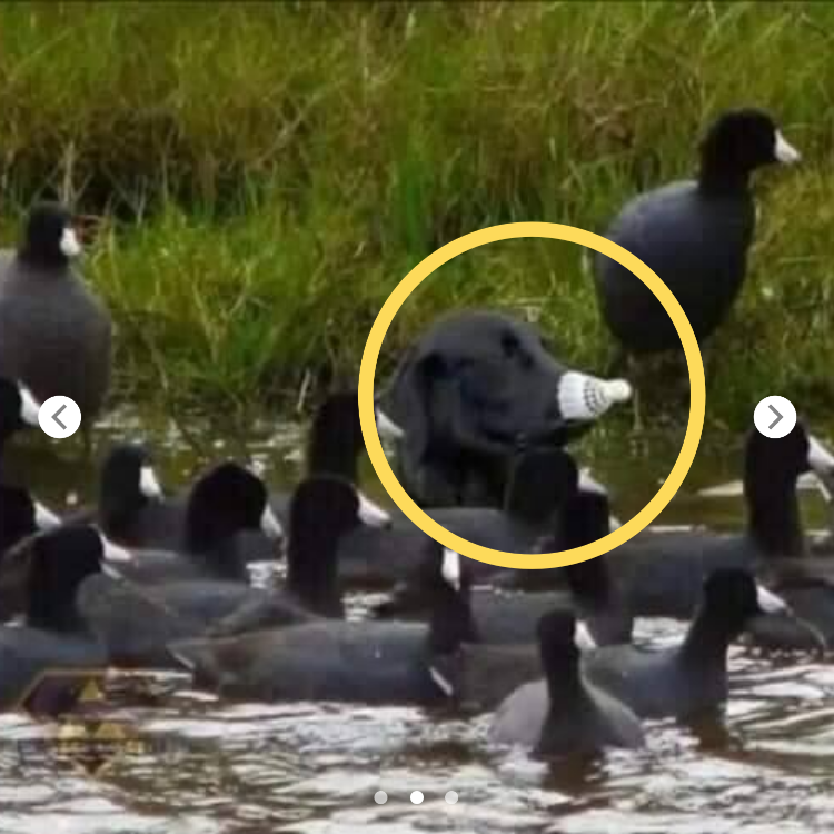 “Is There a Spy Among Us?!!”… The Dog That Blended In by Holding a Shuttlecock in Its Mouth