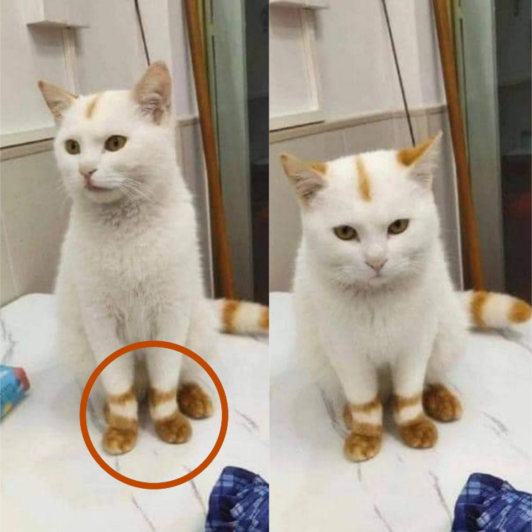 Meet Јack, the adorable cat With unique “socks”